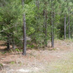 Photo #12 of 2231 Barts Rd., Loris, SC 9.9 acres