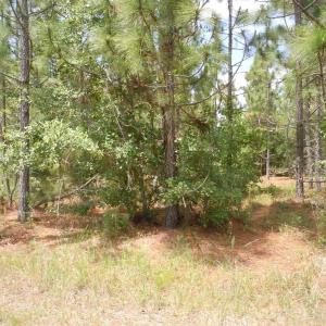 Photo #9 of 2231 Barts Rd., Loris, SC 9.9 acres
