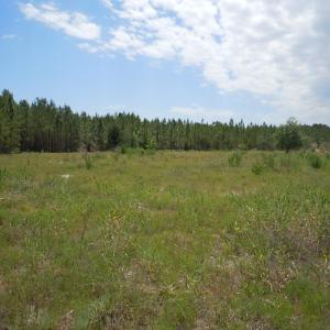 Photo #11 of 2231 Barts Rd., Loris, SC 9.9 acres