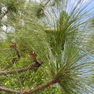 Photo #8 of 2231 Barts Rd., Loris, SC 9.9 acres