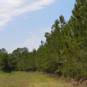 Photo #7 of 2231 Barts Rd., Loris, SC 9.9 acres