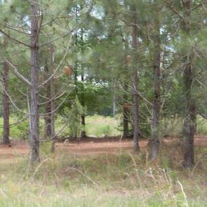 Photo #5 of 2231 Barts Rd., Loris, SC 9.9 acres