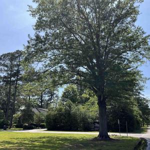 View of home's community with a yard
