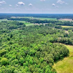 Drone / aerial view of a forest