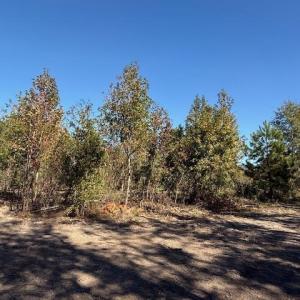 Photo #19 of 9.76 Acs Rabon Rd., Aynor, SC 9.8 acres