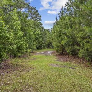 View of street with a forest view