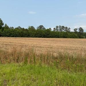 Photo #8 of Lot 8 Mack Rd., Conway, SC 2.0 acres