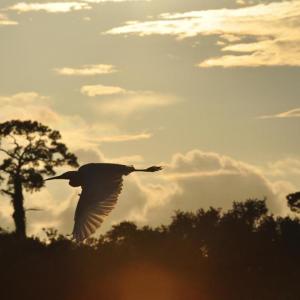 Photo #17 of Lot 81 Brandon Way, Georgetown, SC 0.5 acres