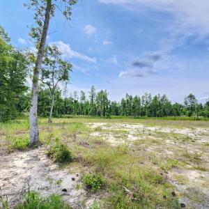 Photo #4 of 5375 Long Branch Swamp Rd., Nichols, SC 2.5 acres