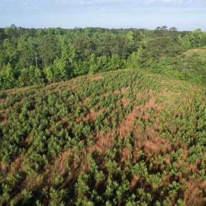 Photo #3 of 7 Acres Old Pee Dee Rd., Hemingway, SC 7.0 acres