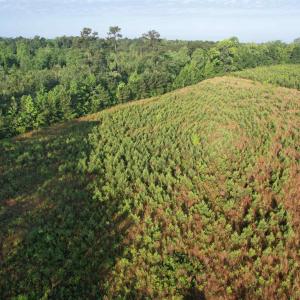 Photo #4 of 7 Acres Old Pee Dee Rd., Hemingway, SC 7.0 acres