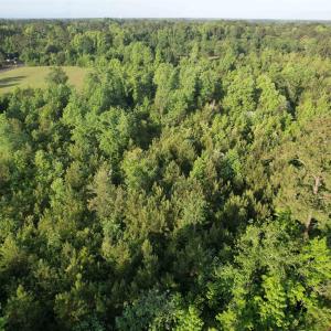 Photo #5 of 7 Acres Old Pee Dee Rd., Hemingway, SC 7.0 acres