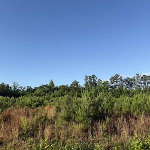 Photo #1 of 7 Acres Old Pee Dee Rd., Hemingway, SC 7.0 acres