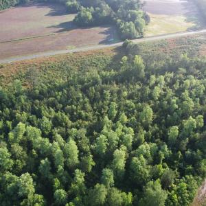 Photo #8 of 7 Acres Old Pee Dee Rd., Hemingway, SC 7.0 acres