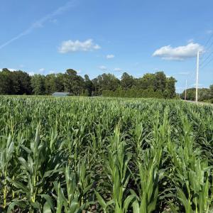 View of local wilderness featuring rows of crops