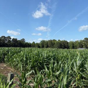 View of undeveloped land featuring extensive farml