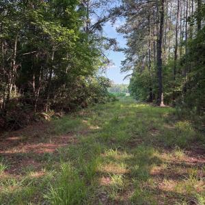 View of local wilderness