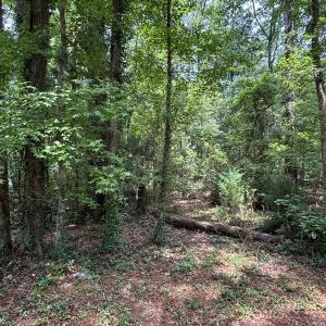 View of woods