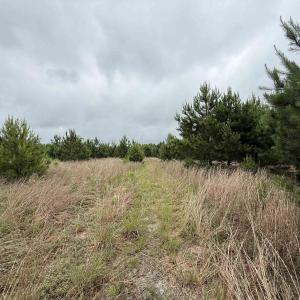 Photo #4 of Macedonia Dr., Loris, SC 42.7 acres