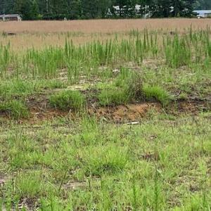 Photo #7 of 98 Wildwood St., Shallotte, NC 4.5 acres