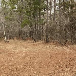 View of local wilderness