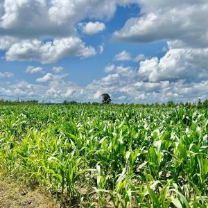 Photo #17 of FC Cox Rd., Hemingway, SC 116.0 acres