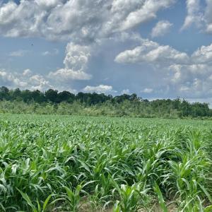 View of nature featuring rows of crops and rural l