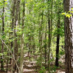 Photo #14 of FC Cox Rd., Hemingway, SC 116.0 acres