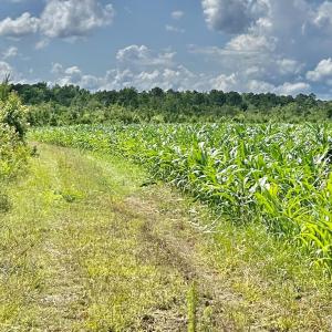 Photo #21 of FC Cox Rd., Hemingway, SC 116.0 acres