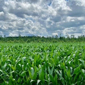 Photo #20 of FC Cox Rd., Hemingway, SC 116.0 acres