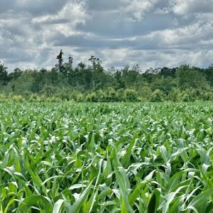 Photo #16 of FC Cox Rd., Hemingway, SC 116.0 acres