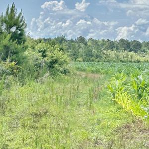Photo #24 of FC Cox Rd., Hemingway, SC 116.0 acres