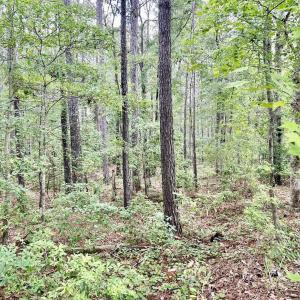 Photo #15 of FC Cox Rd., Hemingway, SC 116.0 acres