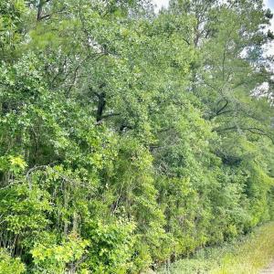 Photo #10 of FC Cox Rd., Hemingway, SC 116.0 acres