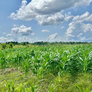 Photo #11 of FC Cox Rd., Hemingway, SC 116.0 acres