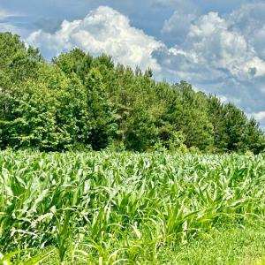 Photo #12 of FC Cox Rd., Hemingway, SC 116.0 acres