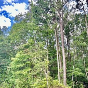 Photo #11 of FC Cox Rd., Hemingway, SC 116.0 acres