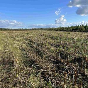 Photo #31 of FC Cox Rd., Hemingway, SC 116.0 acres