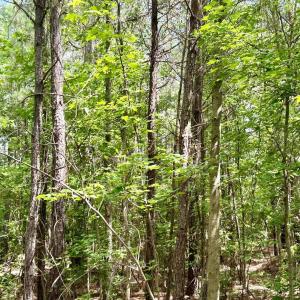 Photo #14 of FC Cox Rd., Hemingway, SC 116.0 acres