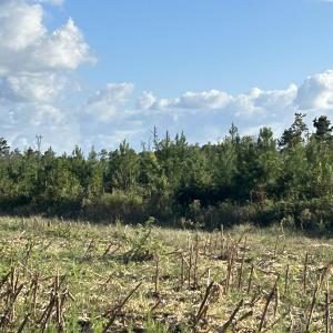 Photo #24 of FC Cox Rd., Hemingway, SC 116.0 acres