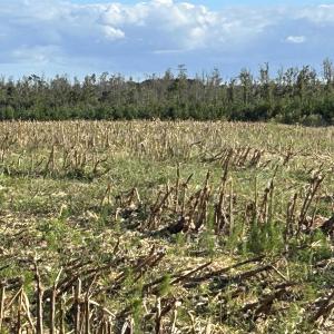 Photo #18 of FC Cox Rd., Hemingway, SC 116.0 acres