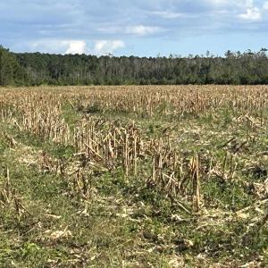 Photo #19 of FC Cox Rd., Hemingway, SC 116.0 acres