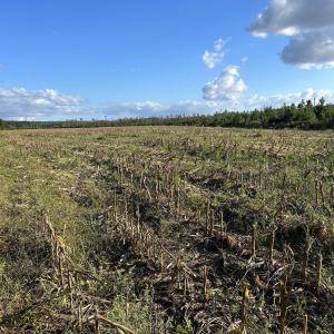 Photo #32 of FC Cox Rd., Hemingway, SC 116.0 acres