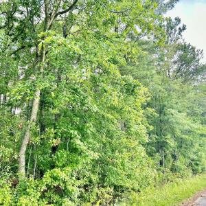 Photo #21 of FC Cox Rd., Hemingway, SC 116.0 acres