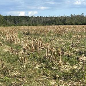 Photo #25 of FC Cox Rd., Hemingway, SC 116.0 acres