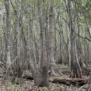 Photo #9 of FC Cox Rd., Hemingway, SC 116.0 acres