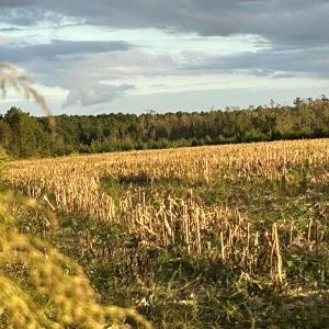 Photo #4 of FC Cox Rd., Hemingway, SC 116.0 acres