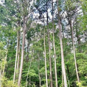 Photo #26 of FC Cox Rd., Hemingway, SC 116.0 acres