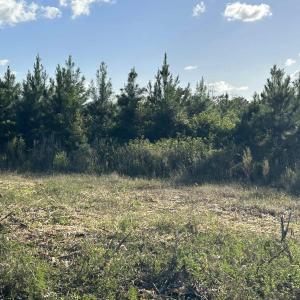 Photo #28 of FC Cox Rd., Hemingway, SC 116.0 acres