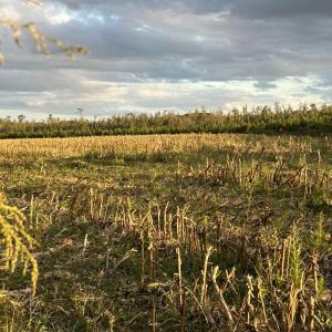 Photo #1 of FC Cox Rd., Hemingway, SC 116.0 acres